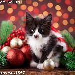 Evert Robel Profile Picture