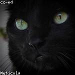 Demetrius Zulauf Profile Picture