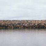 Ashly Bashirian Profile Picture