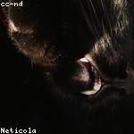 Zander Reichel Profile Picture